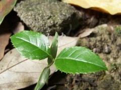吃桂花六安桂花苗帮助减肥
