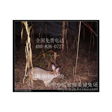 丽水适合农村的创业项目兔种饲养场报价