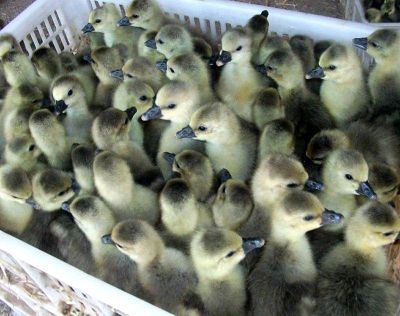 [供]正宗供应狮头鹅苗现货量大优惠