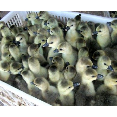 [供]正宗供应狮头鹅苗现货量大优惠