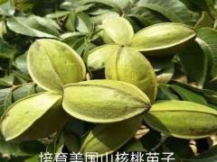 山核桃苗实生苗批发格 山核桃苗实生苗批发格 山核桃苗实生苗批发格