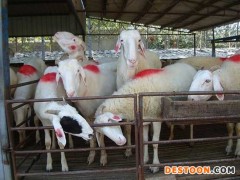 小尾寒羊养殖 小尾寒羊 厂家直销12