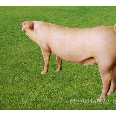 出售二元母猪_来宝玄种猪，买高质量的二元母猪