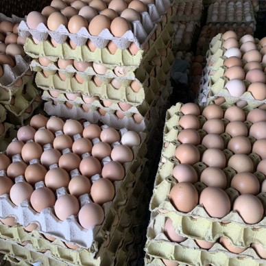 高产黄黑羽绿壳种蛋  受精鸡蛋 出壳率高种蛋孵化基地 常年供应
