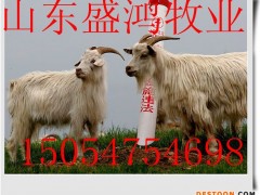 波尔山羊价格 波尔山羊孕羊 波尔山羊养殖场