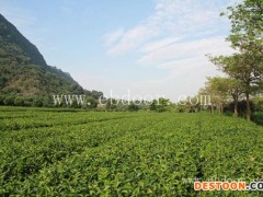 节日茶叶礼品、茶叶礼品、荔花村(查看)