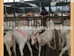 湖南白山羊 山羊白山羊肉羊价格