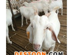 肉羊白山羊价格 白山羊肉羊 白山羊批发 白山羊 中宽 白山羊羊仔 白山羊养殖场