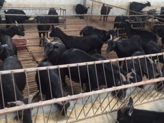 黑山羊  山羊 波尔山羊 黑山羊羊羔价格