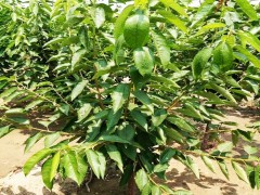 樱桃成品苗 大樱桃苗 吉塞拉樱桃苗 1公分樱桃苗 樱桃树 樱桃嫁接苗