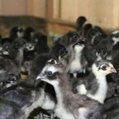 大量批发供应鸡苗 乌鸡苗 黑山鸡苗 量大优惠