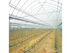 台湾红心火龙果苗供应基地基地报价「多图」