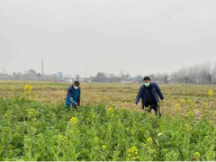 什邡四到位打好稳产保供“组合拳”