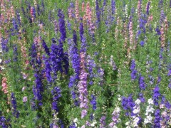 供应厂家直销花卉种子、景观绿化种子、彩色包装种子、花卉种子、种苗、大花飞燕草种子