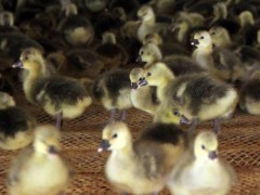 鼎发常年出售雁鹅 狮头鹅鹅苗价格 鹅苗价格