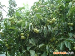 2年苗香玲核桃树苗批发-永丰种植-郑州香玲核桃树苗批发