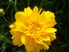 供应厂家直销花卉种子、景观绿化种子、彩色包装种子、花卉种子、种苗、大花金鸡菊种子