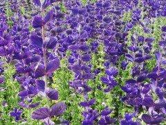 供应 鼠尾草 种子 花卉种子、种苗、鼠尾草 种子 蓝翔园艺花卉种子批发