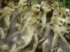 鼎发养鹅场批发雁鹅 鹅苗价格 饶平狮头鹅