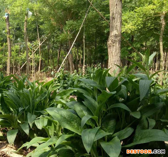泰禾 俄罗斯饲料菜 牧草种子 牧用俄罗斯饲料菜根茎 低价优质牧草种子 高蛋白牧草品种 种苗俄罗斯饲料菜种根 具体价格面议