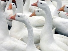 鼎发养鹅场批发杂交鹅苗 批发各种优质鹅苗、鹅雏 招鹅苗代理