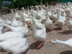 鼎发养鹅场批发匈牙利鹅 鹅苗价格 招鹅苗代理