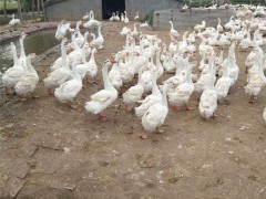 山东鹅苗 白鹅鹅苗 鹅苗价格