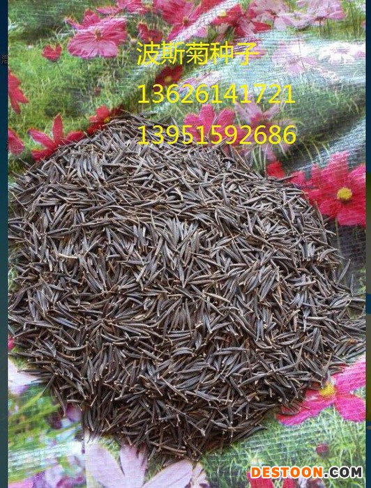 沭阳绿友花卉种子站，观赏草花籽，野花种子，进口花卉种子