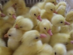 山东鹅苗 白鹅鹅苗 鹅苗报价