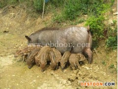 野猪仔哪里好-野猪仔-纯野猪选格六野猪