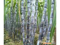 甘蔗种批发-雪原农业科技质量好-红皮甘蔗种批发