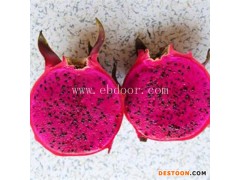 大棚火龙果-火龙果-金田源品种齐全