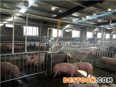 养猪自动化料线-牧鑫养殖保证售后服务-养猪自动化料线哪里好