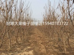 佳木斯高产大榛子辽宁榛子保湿速递