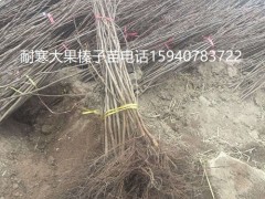 济南辽宁大榛子苗抗寒榛子报价