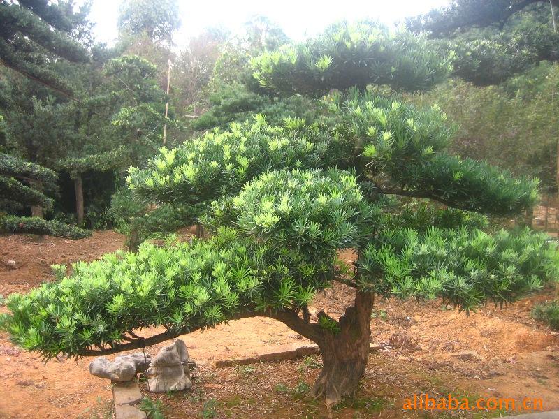 【优质推荐】供应优质湖南绿化苗木 花木 罗汉松