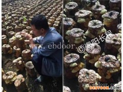 人工桑黄种植技术-桑黄种植技术-长程天麻牛樟芝桑黄(查看)