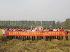 荆州荆州市农业技术推行中心组织展开稻虾共作绿色高效形式水稻测产验收