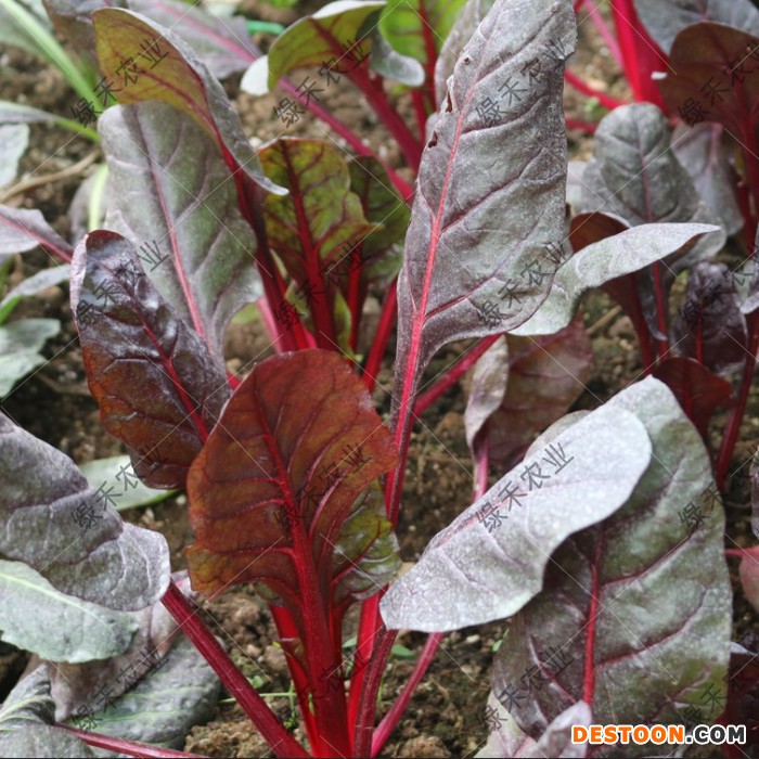 红甜菜 黄甜菜种子 根达菜 莙荙菜 四季盆栽蔬菜种子 金叶甜菜种子