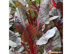 红甜菜 黄甜菜种子 根达菜 莙荙菜 四季盆栽蔬菜种子 金叶甜菜种子