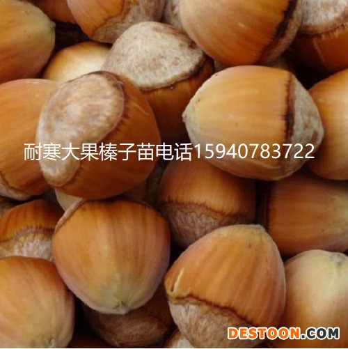 乌海高产大榛子辽宁榛子查看