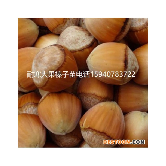 松原高产大榛子辽宁榛子简介