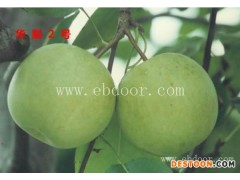 果树苗木供应(图)-批发梨树苗-武汉梨树苗