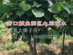 金昌高产大榛子辽宁榛子报价