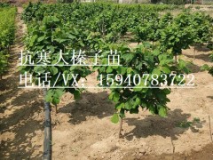 善大榛子苗批发优惠抗寒大榛子苗抗寒大榛子苗辽榛3号榛子苗树