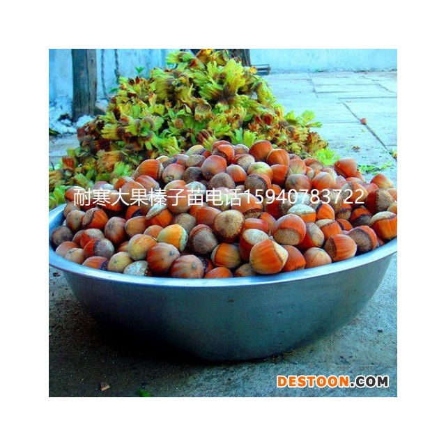 辽宁大榛子苗抗寒榛子基地