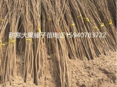 辽源高产大榛子辽宁榛子品种纯