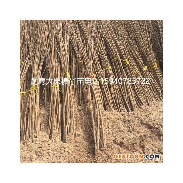 辽源高产大榛子辽宁榛子品种纯