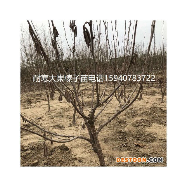 和田高产大榛子辽宁榛子栽植面积