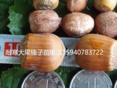 赤峰辽宁大榛子苗抗寒榛子简介